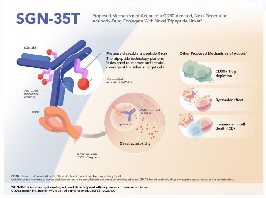 CD30 Directed Antibody Tripeptide MMAE Conjugate Pfizer Oncology